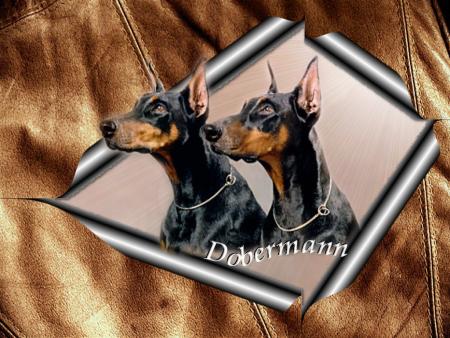 c'est 2 chien