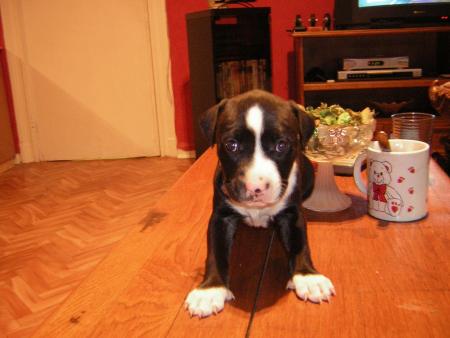 voici akira le chien de mon copain